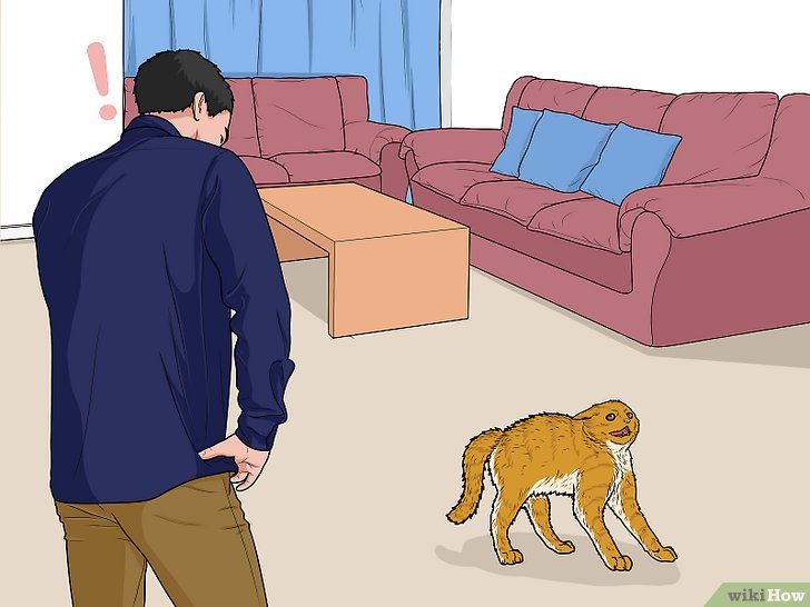 Bước 5: Quan sát những biểu hiện kỳ lạ của thú cưng trong nhà khi có hiện tượng ma ám xảy ra.