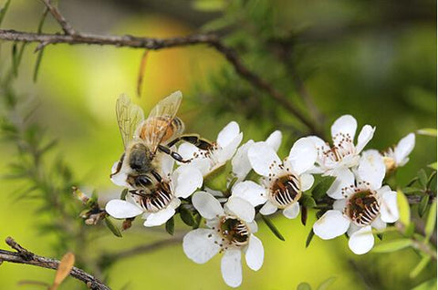 Actibalm® Moisturising Balm with Manuka Honey