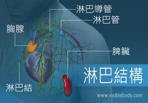 IHEALSMART 淋巴水腫