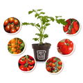 Bio Tomatenpflanzen im nachhaltigen Topf von Pottburri