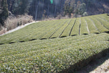 Organic Green Tea Farm