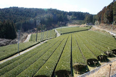 Green Tea Powder Organic's Farm