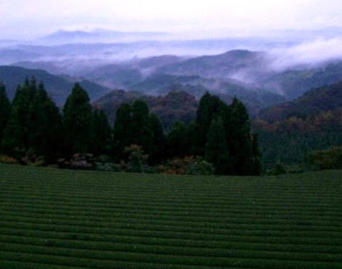 Farm land of Organic matcha green tea powder