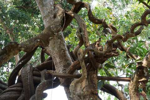 Planta de enredadera trepadora de frijol de ensueño africano Entada rheedii/phaesioloides