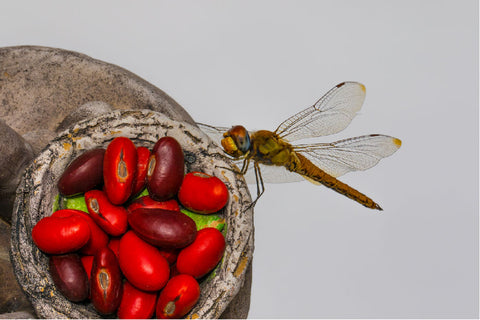 Corteza, semillas y flores de Erythrina Mulungu en un tazón Hierba para el estrés del sueño de libélula