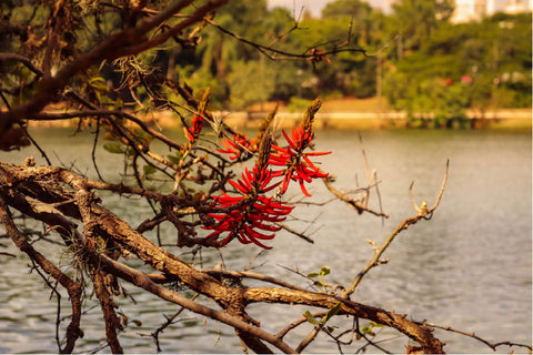 Corteza y flor de Erythrina Mulungu cerca del río Amazonas Hierba para el estrés del sueño