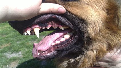 Our Dog Tyes Dental Health