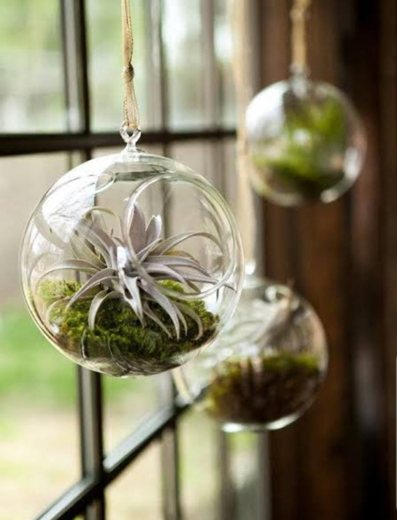 glass globes