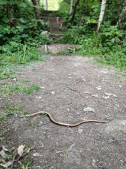 Slow worm at steps