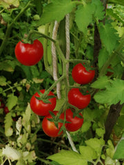 Polytunnel Tomatoes