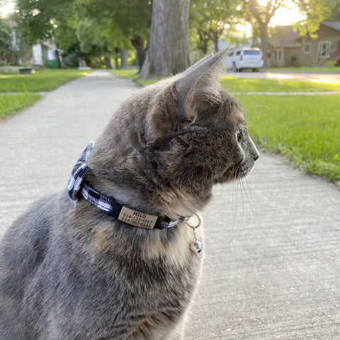 Outdoor cat wearing breakaway cat collar