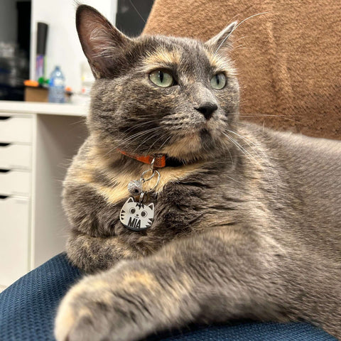 Cat wearing breakaway cat collar and cat tag
