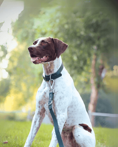 Dog wearing PVC Collar and Leash