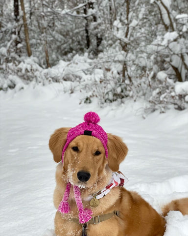 Dog Wearing Flower Daisy Laser-Engraved Pet Tag in Winter Snow