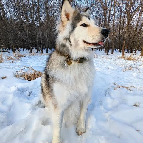 Dog Wearing Hand-Stamped Pet Tag in Winter Snow