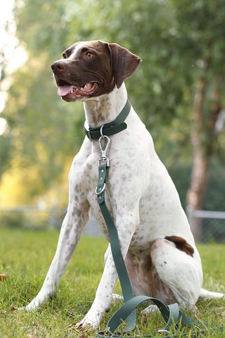 Outdoor Dog wearing PVC Collar and Leash