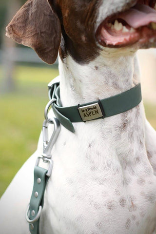 Dog wearing tag