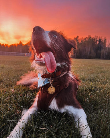 Dog wearing custom made dog tag