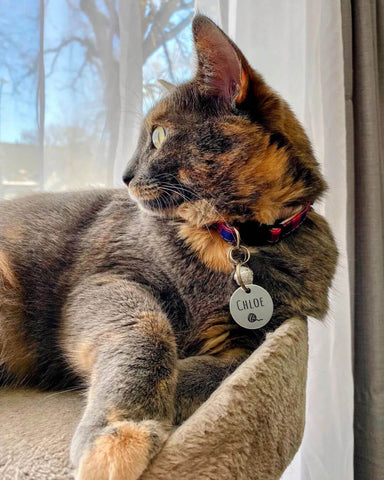 Cat wearing breakaway cat collar and small cat tag