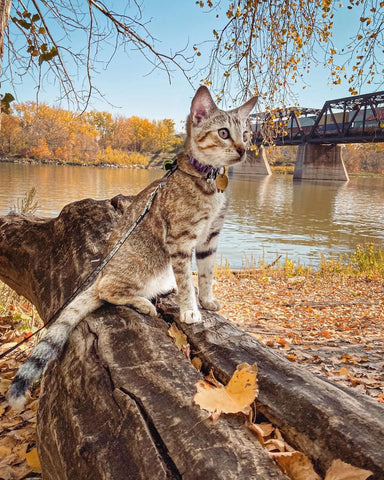 Outdoor Cat wearing Pet Tag