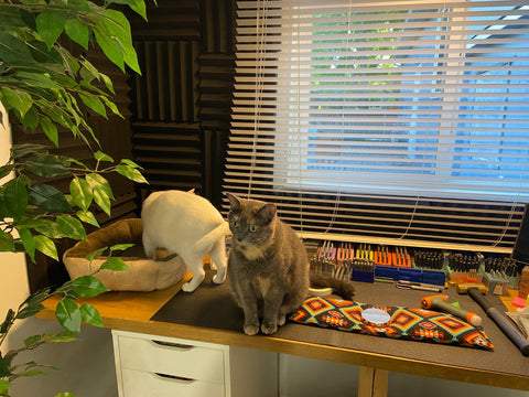 Two cats playing indoors