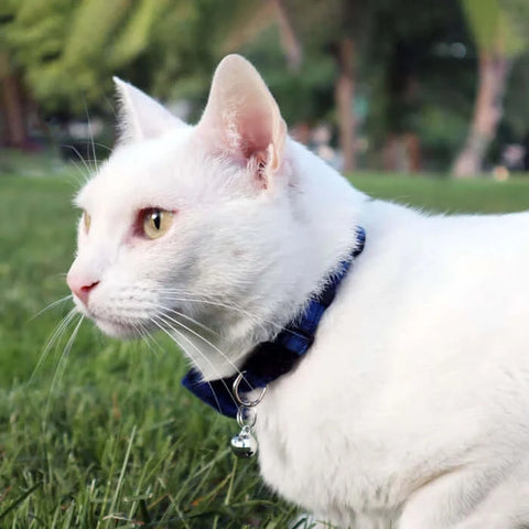 Outdoor Cat wearing Breakaway Cat Collar