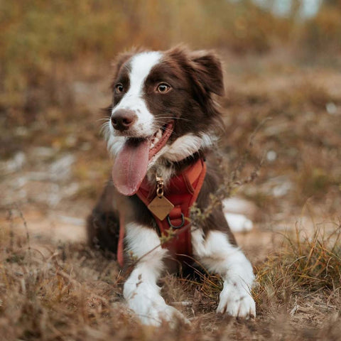 Dog wearing dog tag