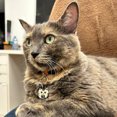 Cat wearing Cat Tag and Breakaway Cat Collar