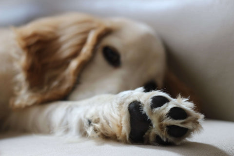 Dog lounging at home