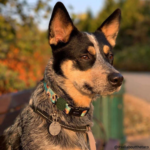 Dog wearing collar