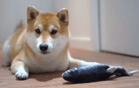 Interactive Fish Toy For Dogs
