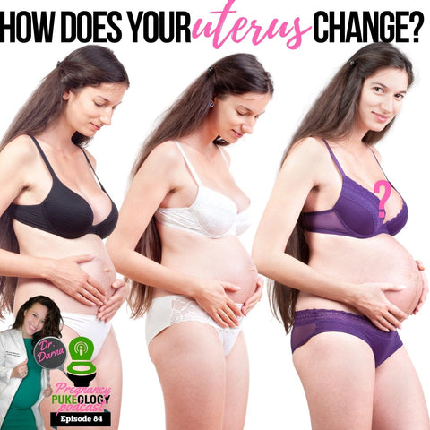 how does the pregnant uterus change