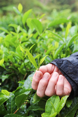 fresh tea leaf in hand