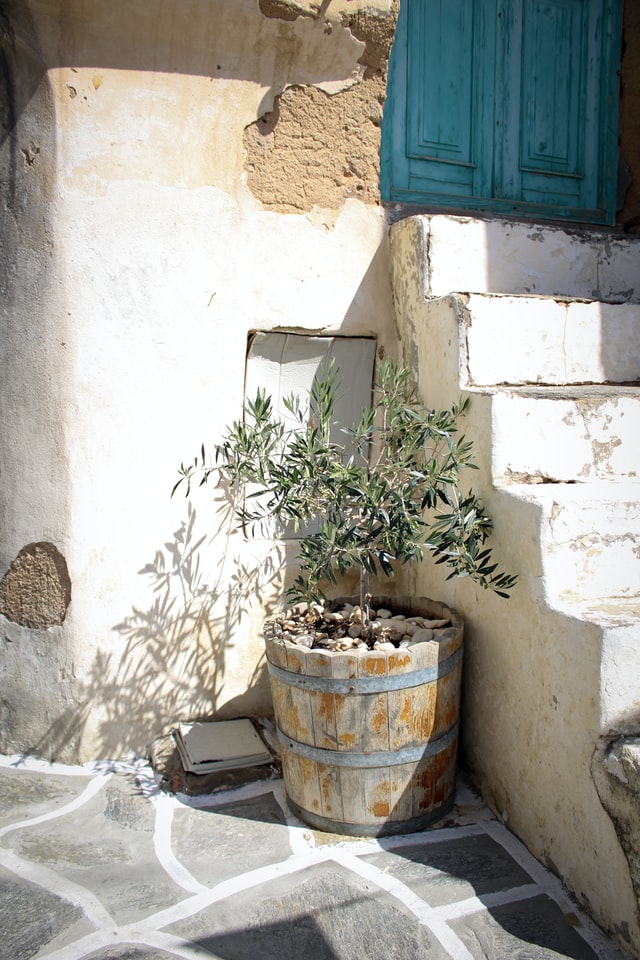 An olive tree growing outside in full sun