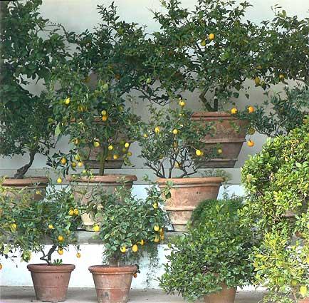 The Medici Citrus Collection contains citrus plants grown in containers for generations