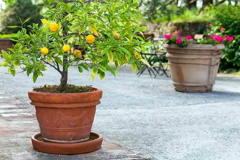 Citrus tree placed outdoors in a pot for the summer