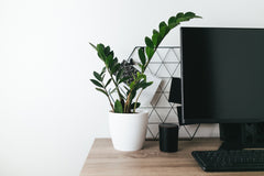 zz Office Plant beside monitor