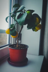 Small citrus tree in a kitchen