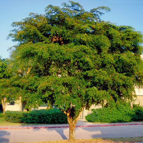 Shady lady growing large and outdoors in its native climate