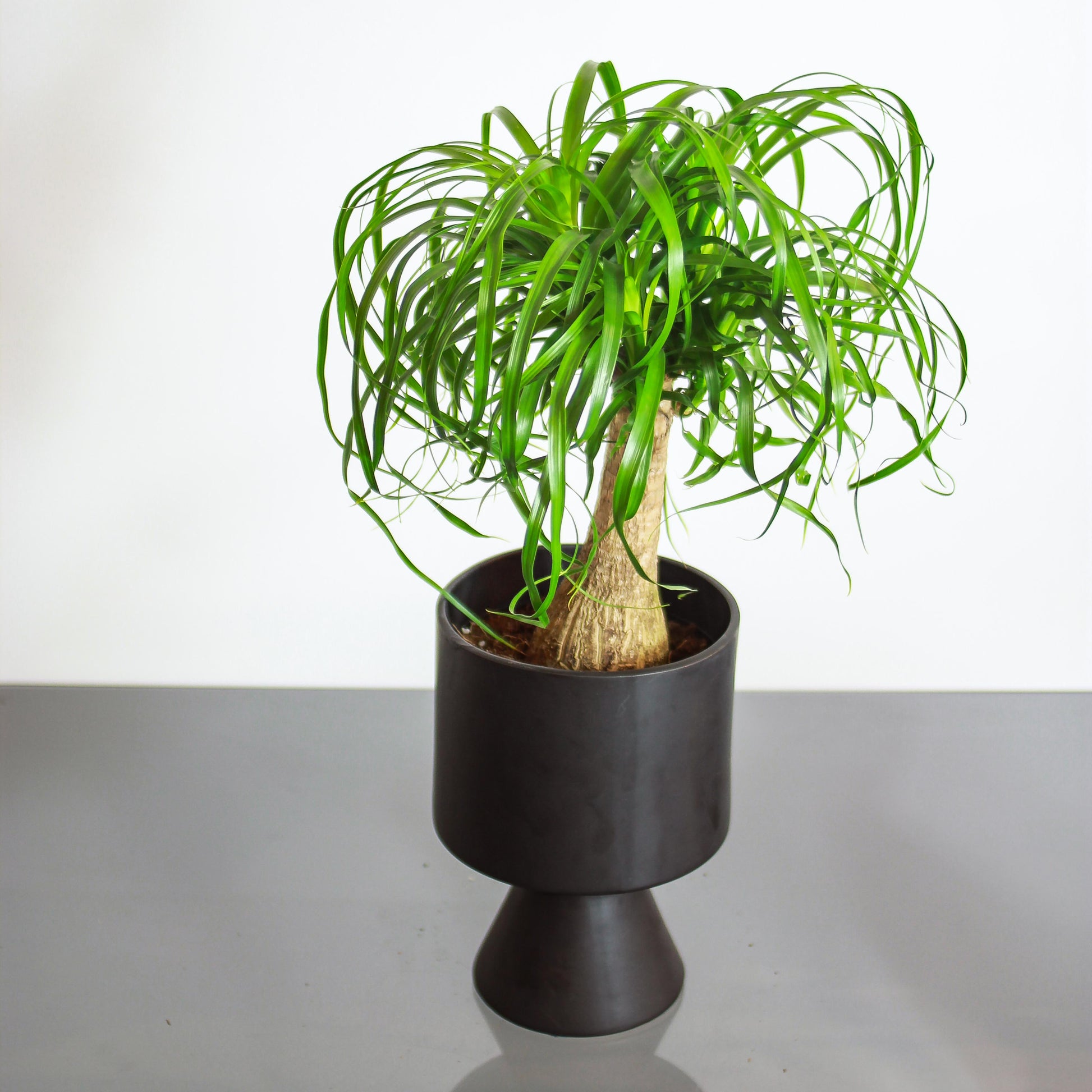 Beaucarnea recurvata: Ponytail Palm - 6 inch pot
