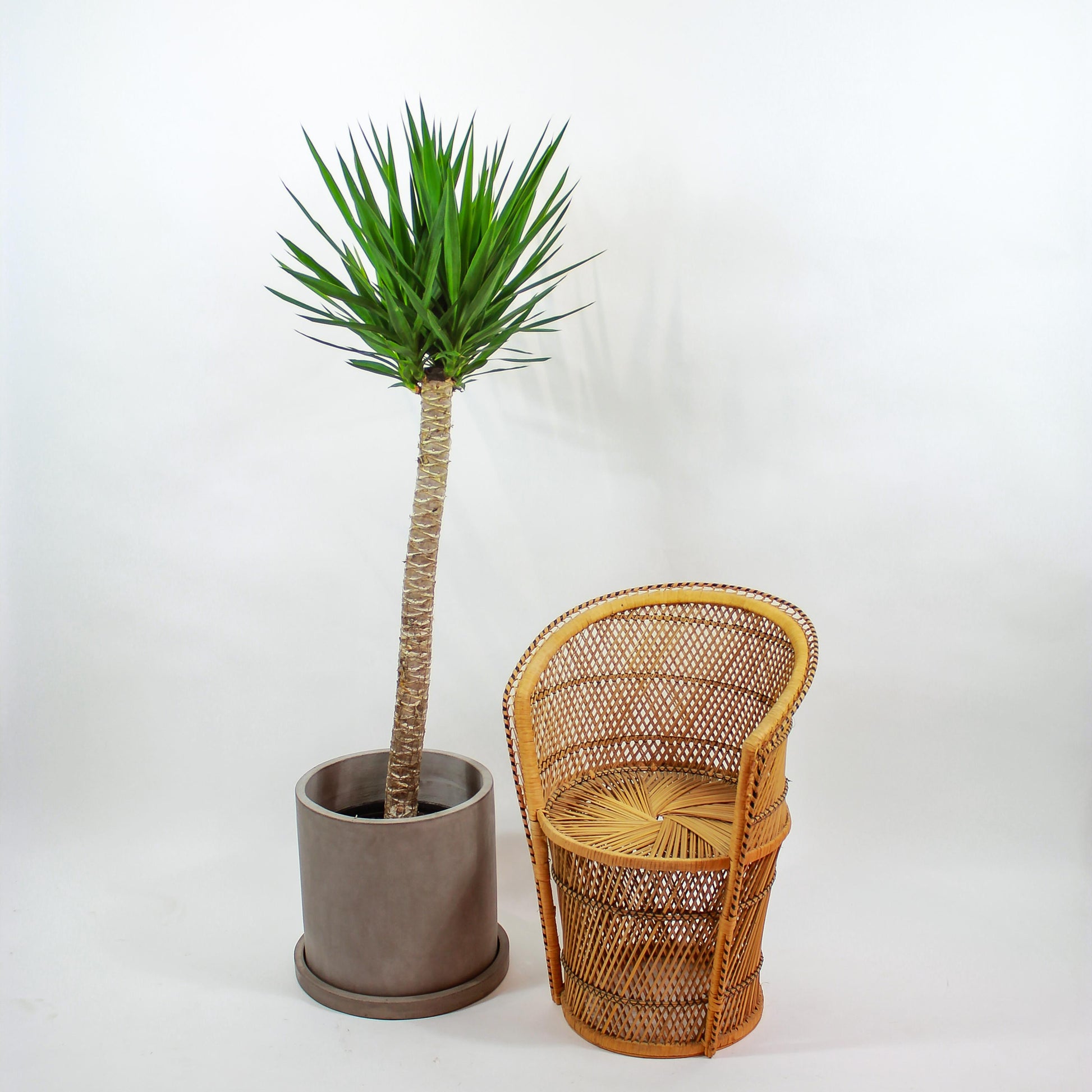 Yucca gigantea: Yucca Cane - 5-6' Tall - 12 inch pot