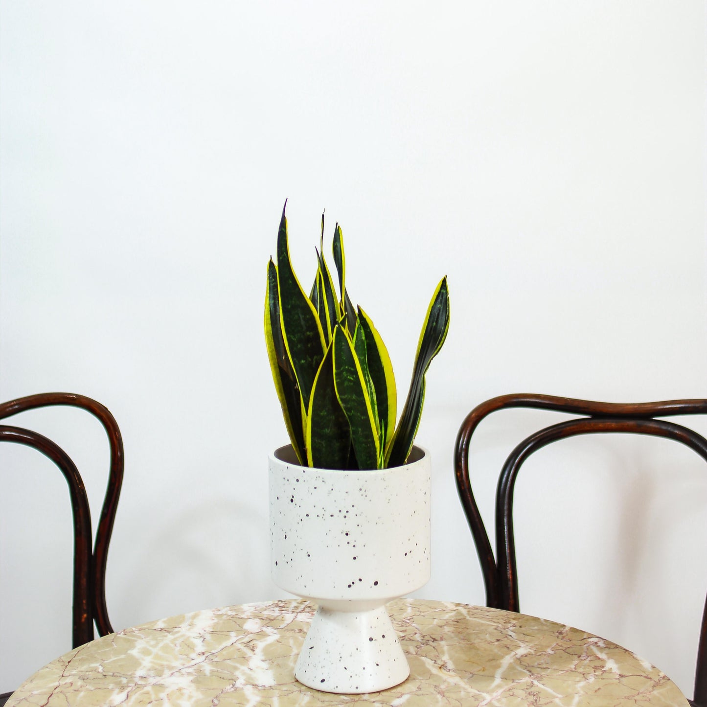 sansevieria trifasciata black gold in a white and black speckled  pot on a brown table in front of a white background