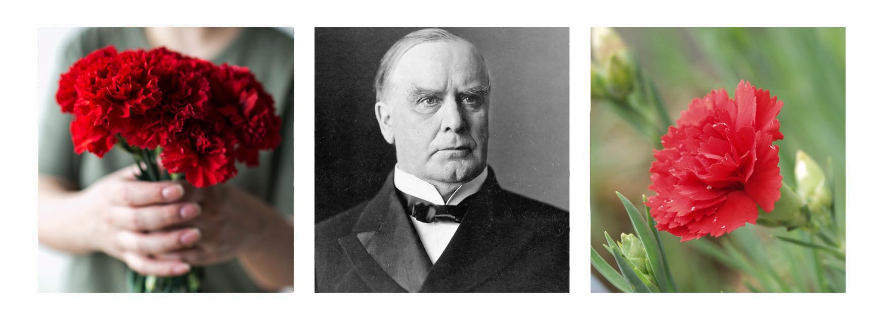 Red Carnations and President William McKinley