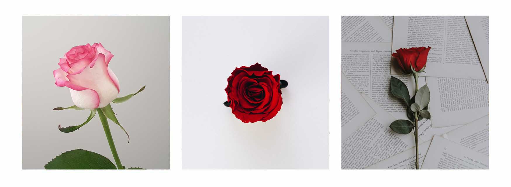 Three Different Roses