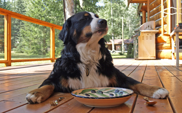 Can Dogs Eat Beef Jerky