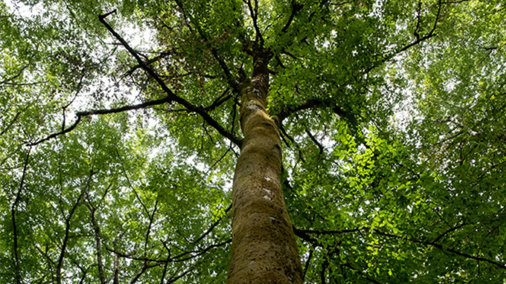 meuble français ecoresponsable