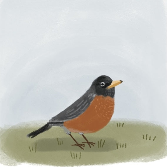 robin nature illustration