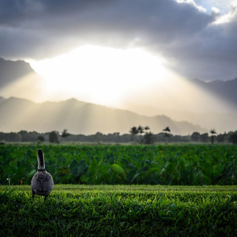 hawaiian nene