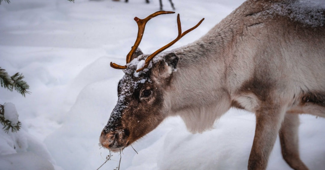 reindeer