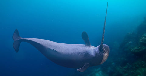 narwhal